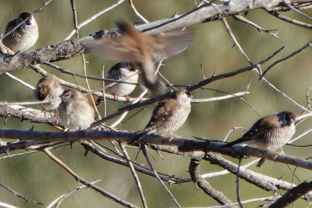 Plum-headed Finch - ML620439851