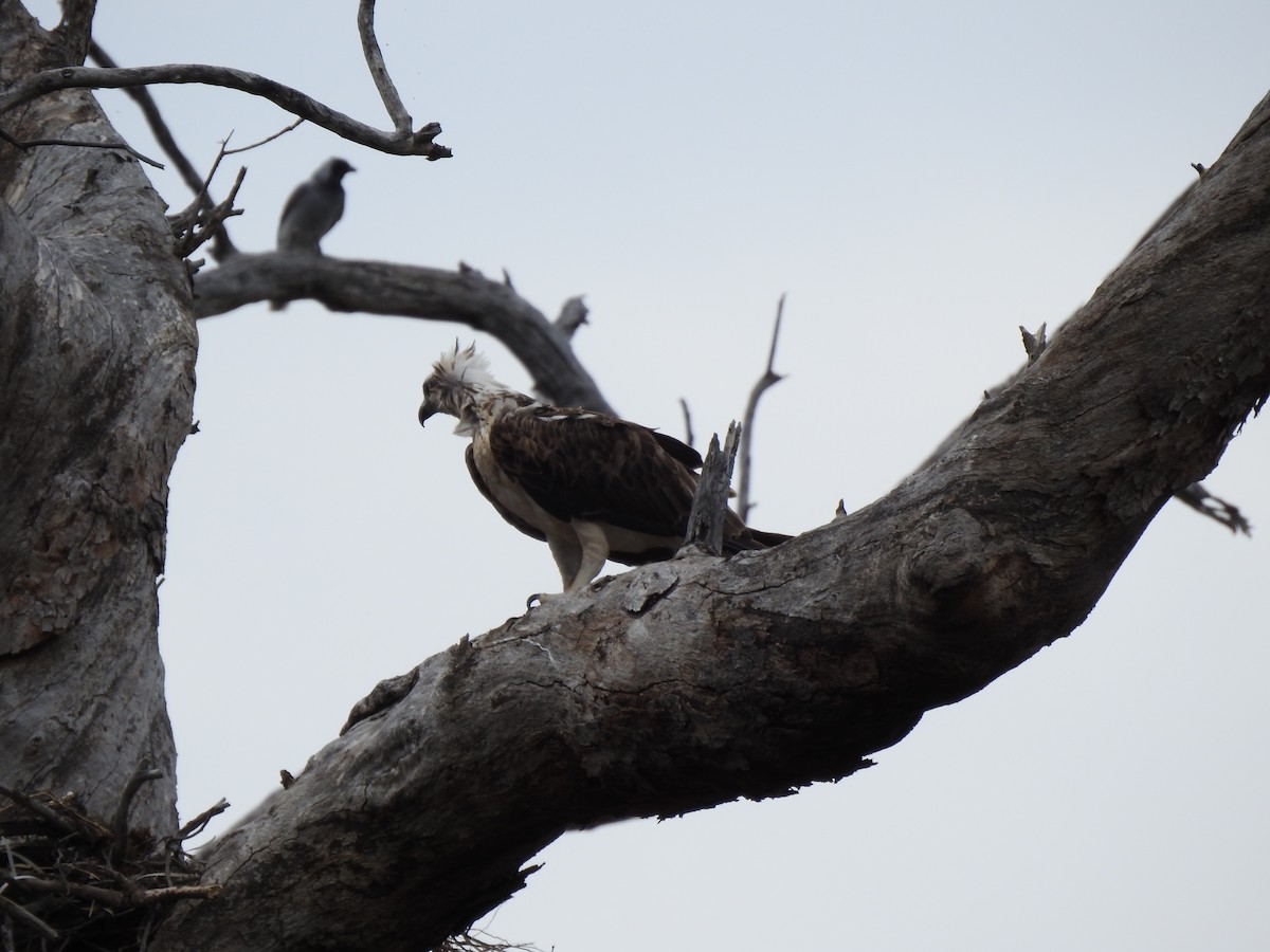 Black-faced Cuckooshrike - ML620439854