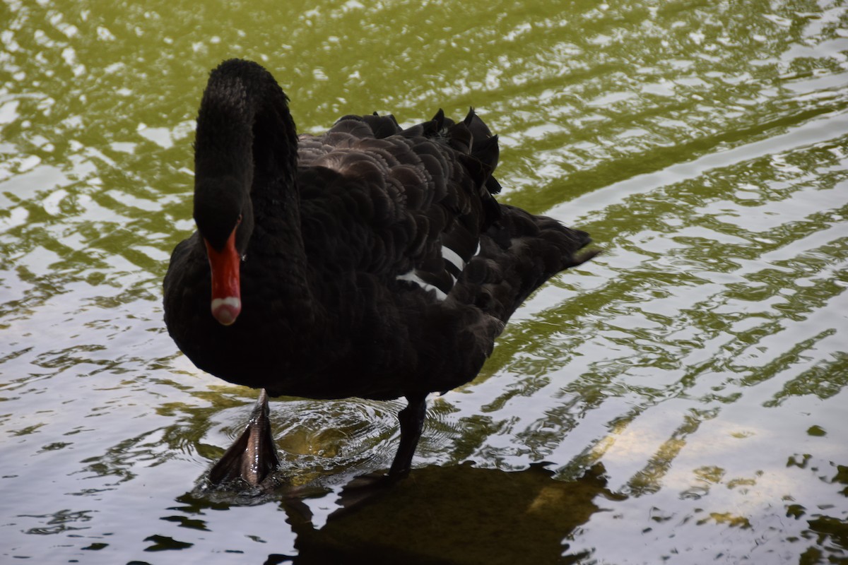 Black Swan - ML620439867
