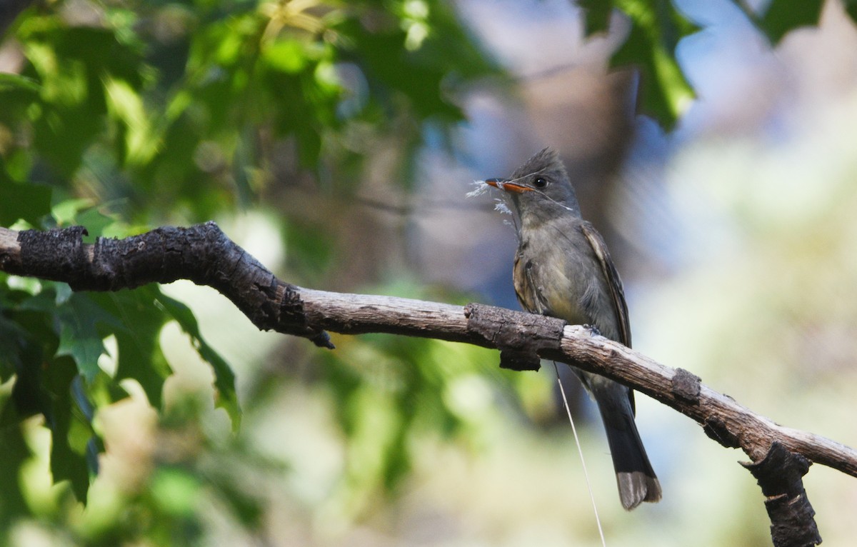 Greater Pewee - Ty Allen