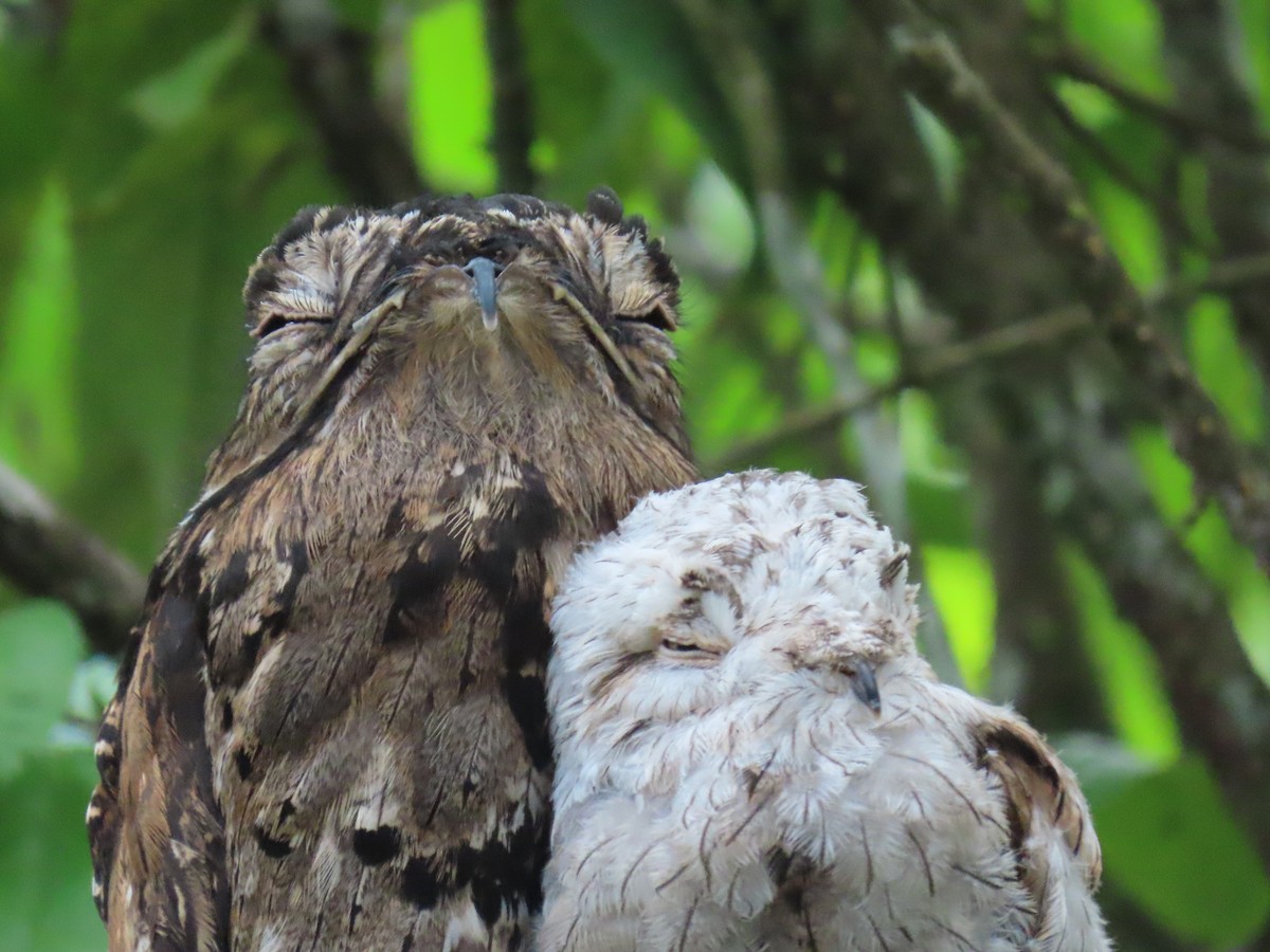 Common Potoo - Jeff  Witters