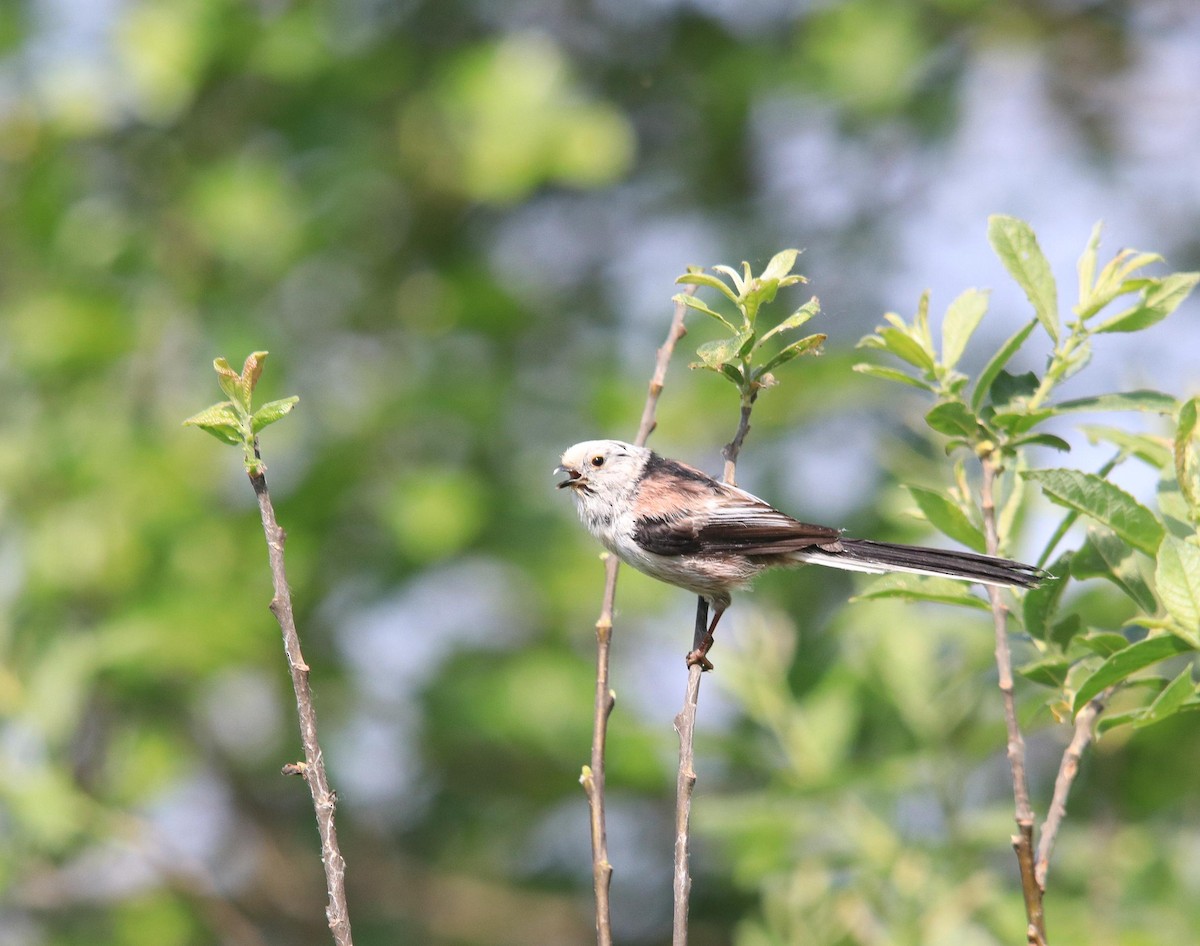 Long-tailed Tit - ML620439885