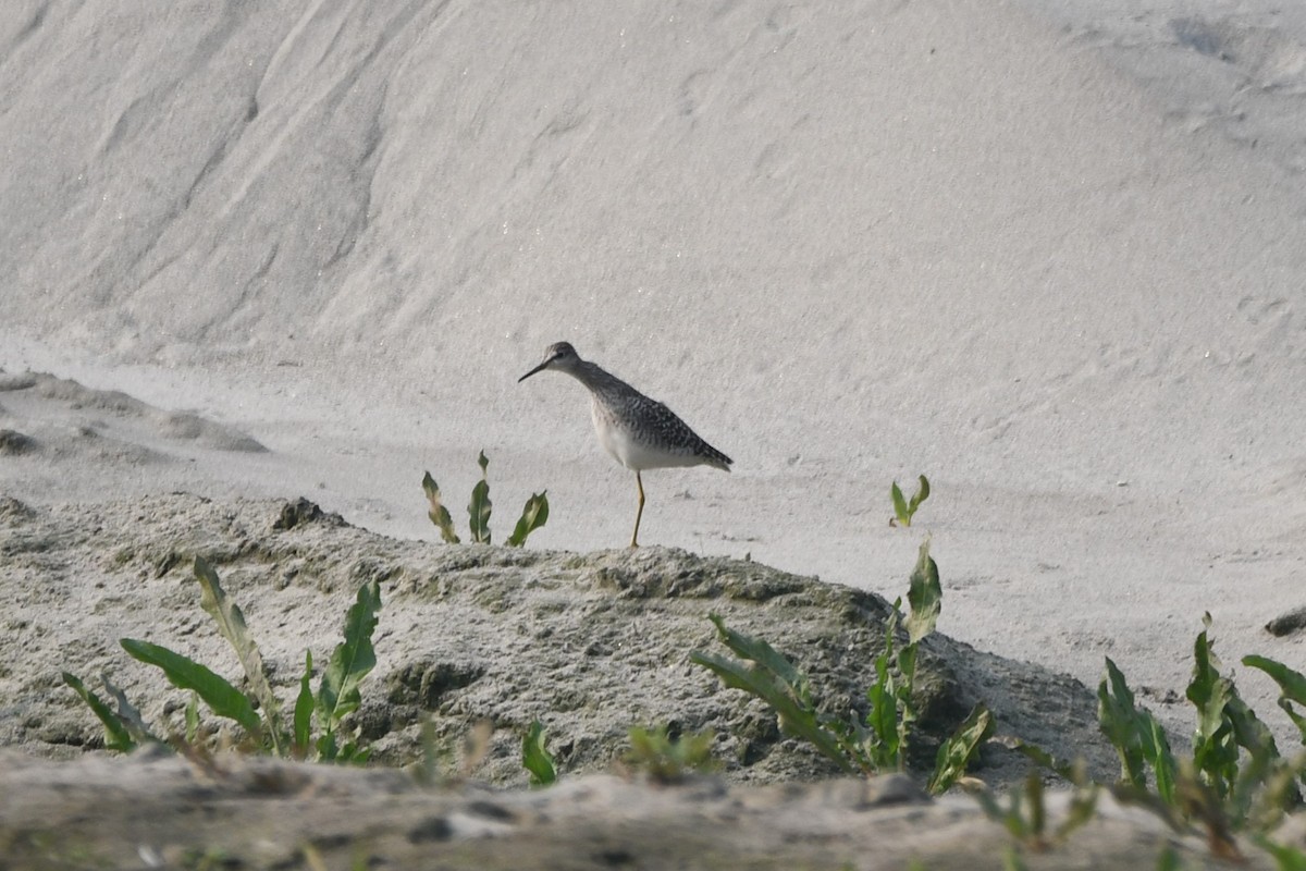 Wood Sandpiper - ML620439891