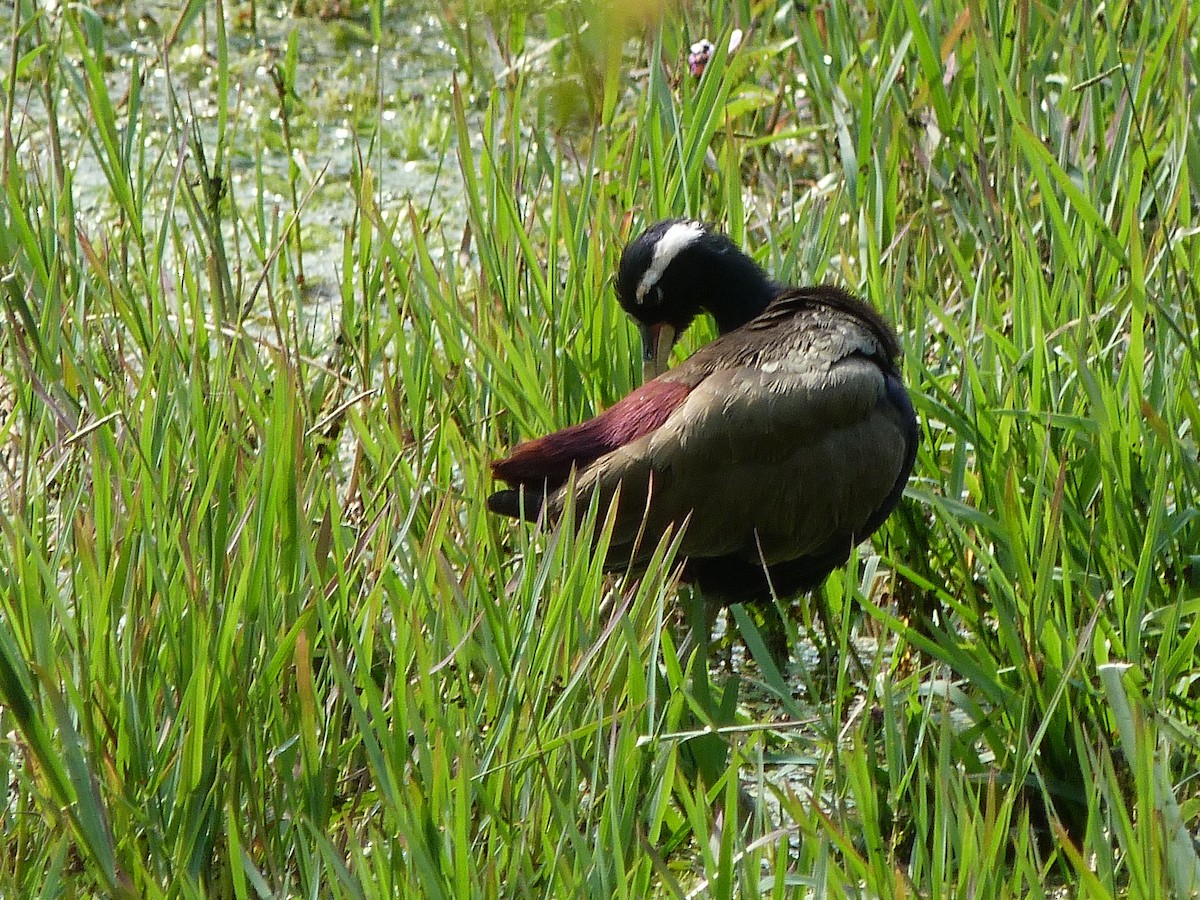 Jacana Bronceada - ML620439893