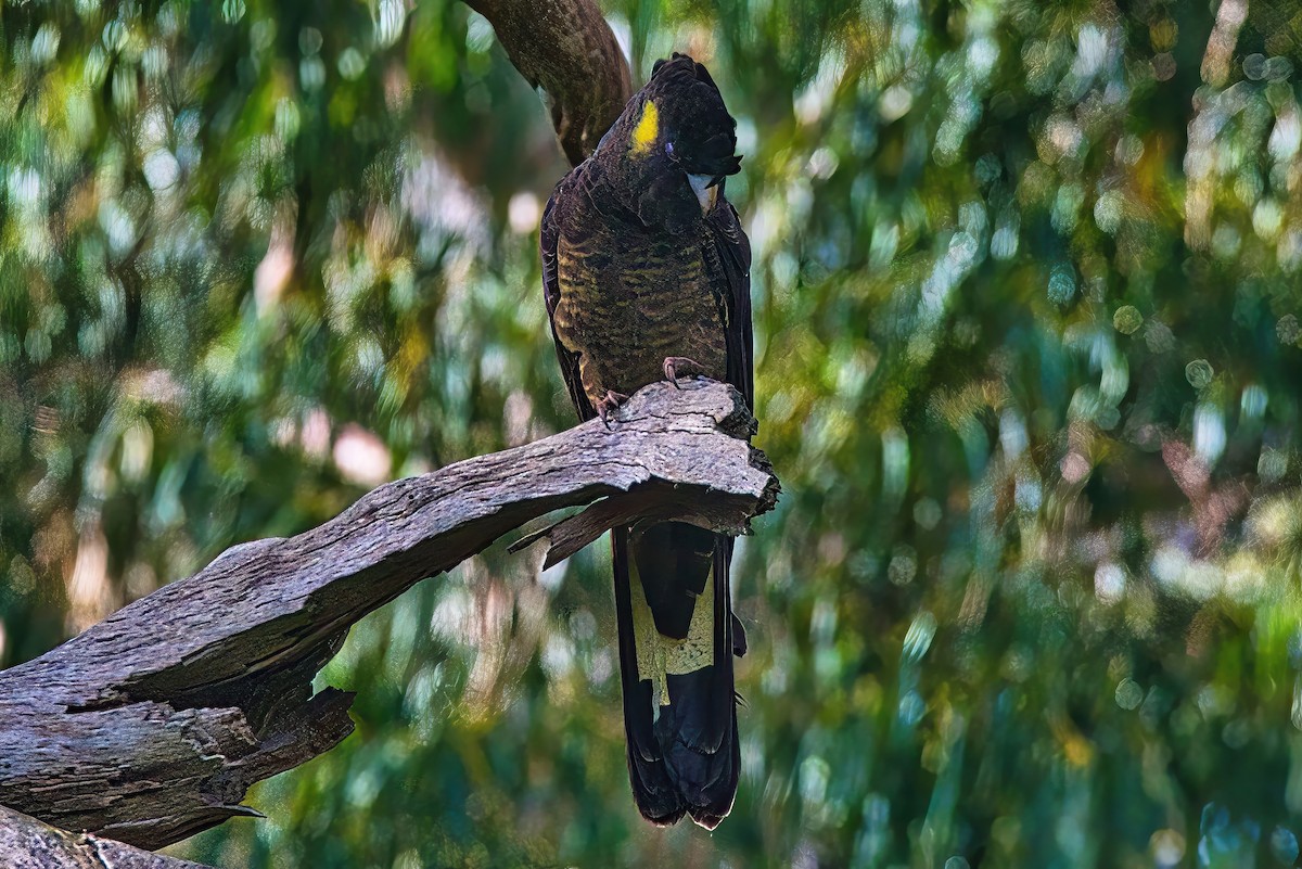 Yellow-tailed Black-Cockatoo - ML620439895