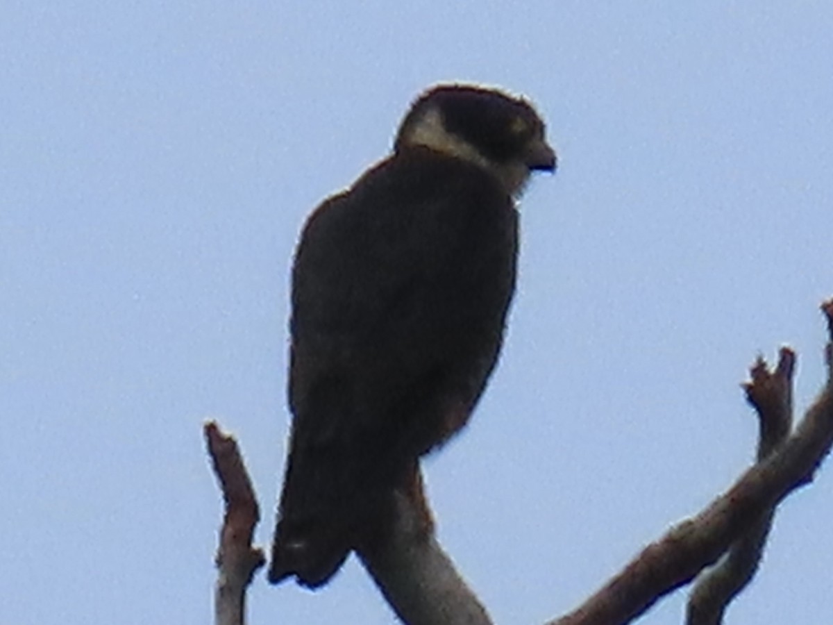 Bat Falcon - ML620439900