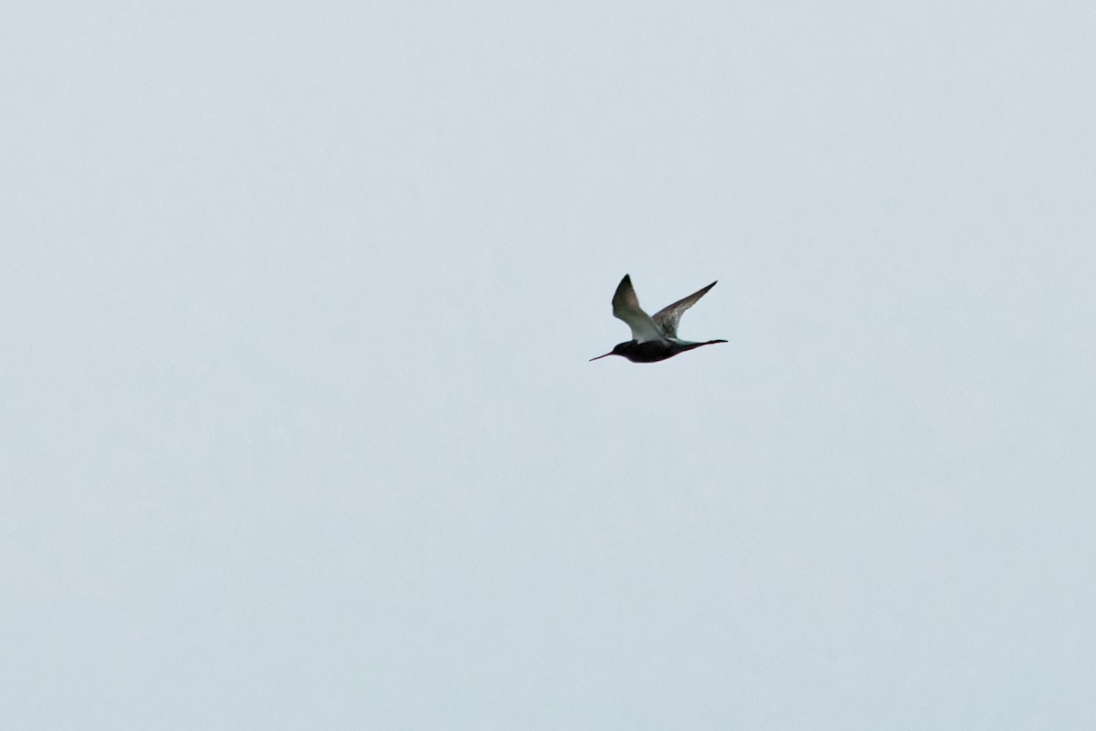 Spotted Redshank - ML620439904