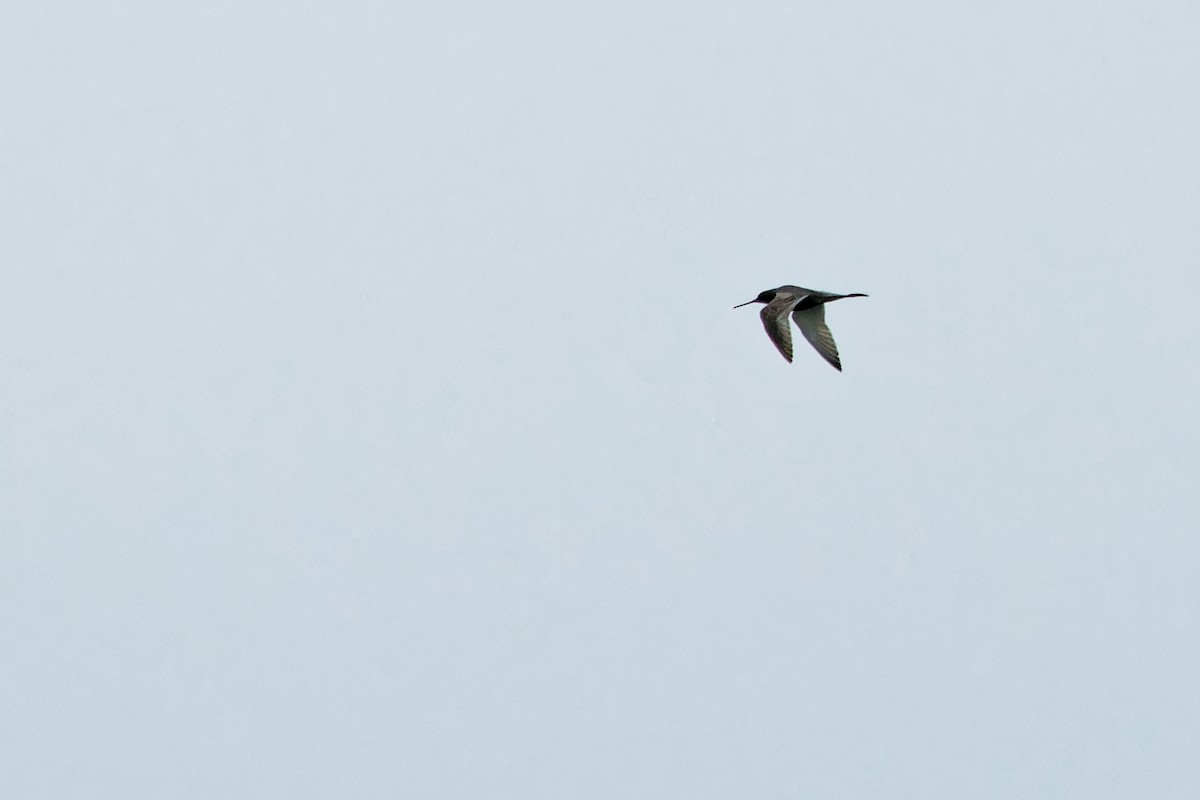 Spotted Redshank - ML620439905