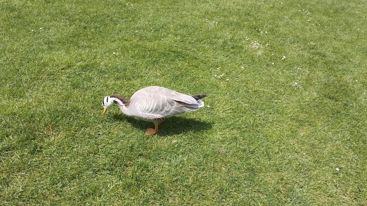 Bar-headed Goose - ML620439907