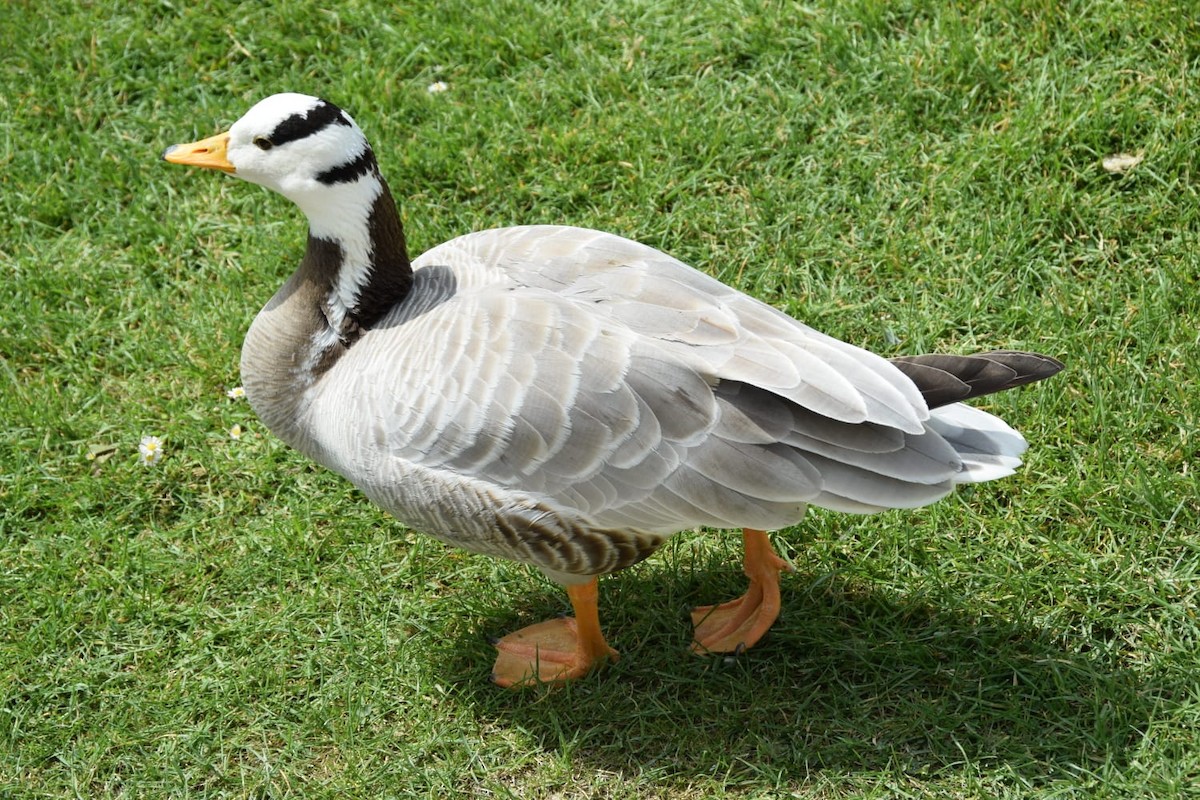 Bar-headed Goose - ML620439914