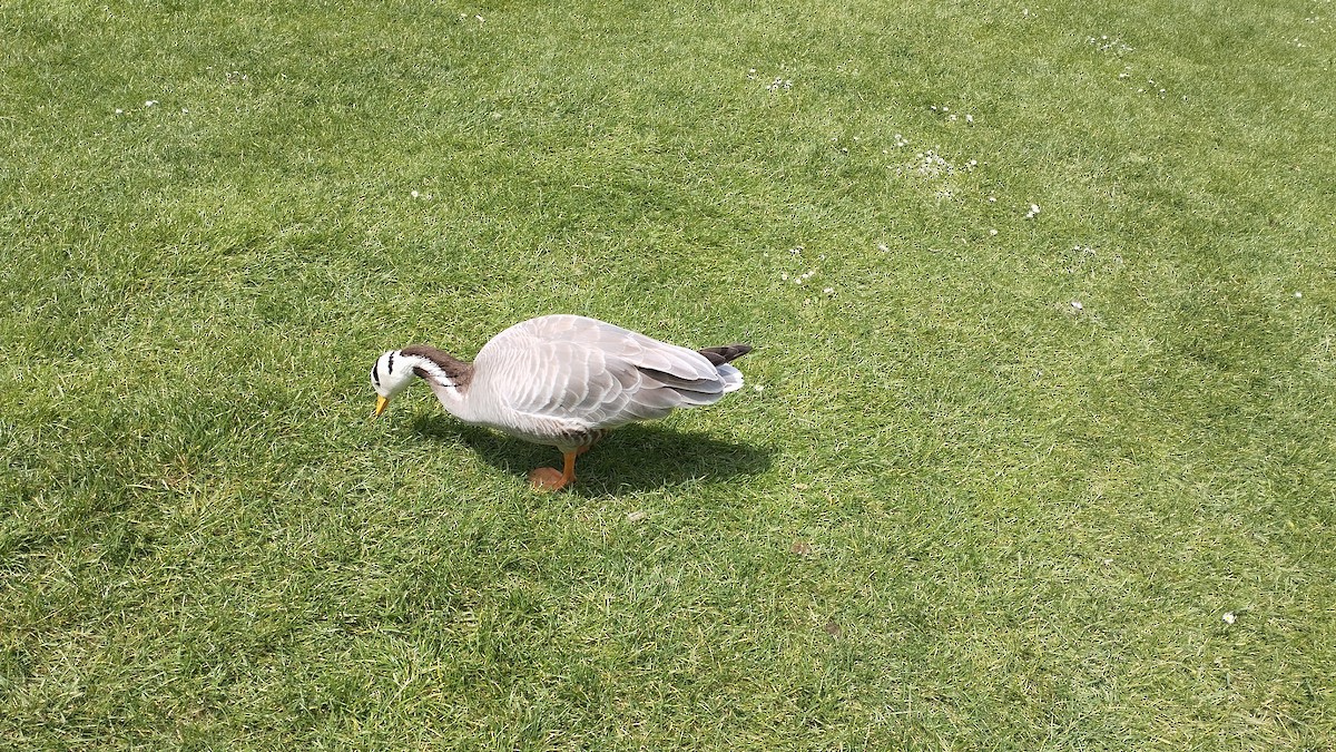 Bar-headed Goose - ML620439917