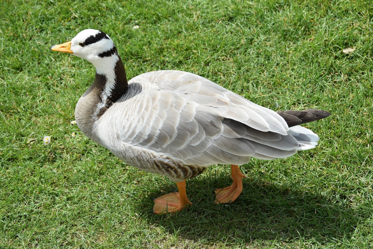 Bar-headed Goose - ML620439919