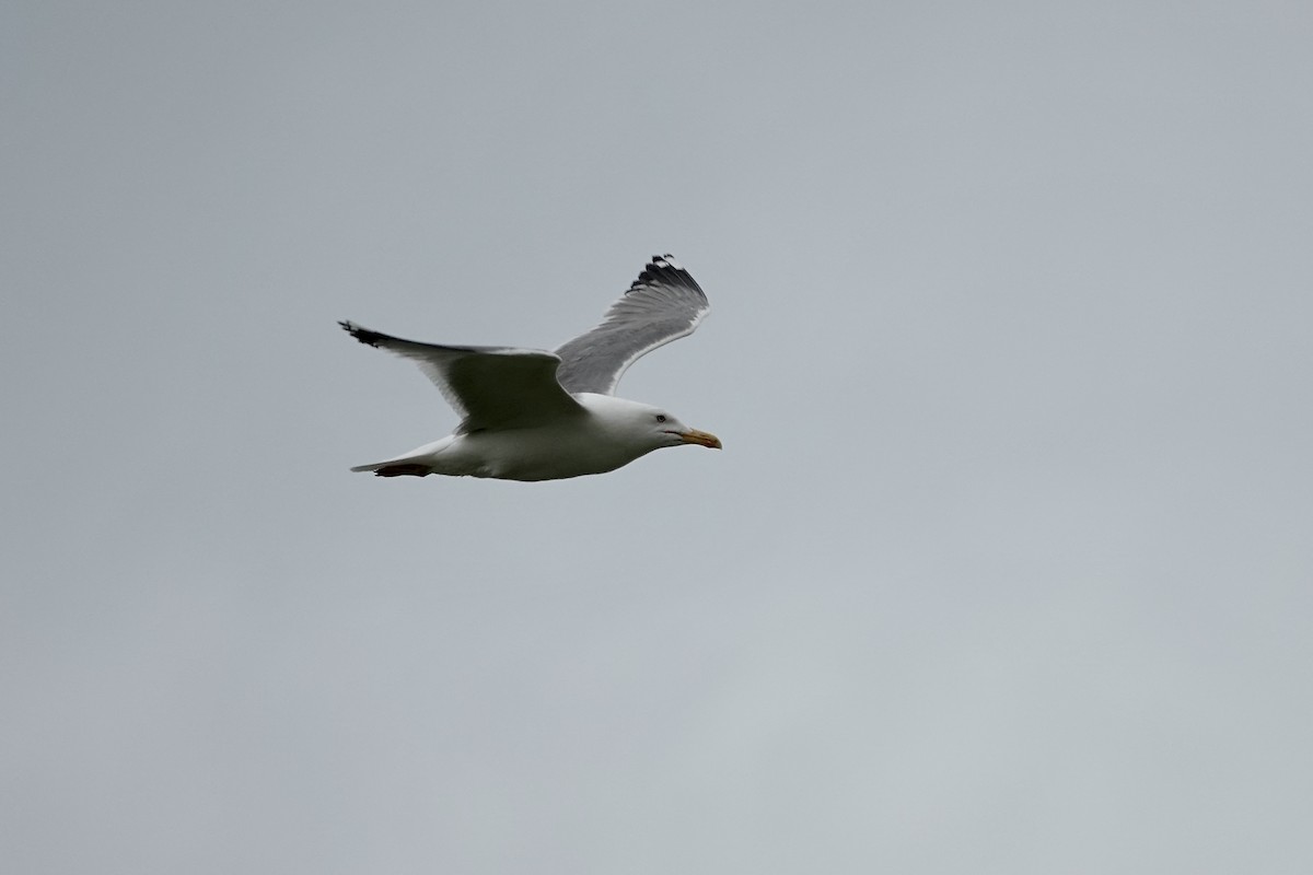 Lesser Black-backed Gull (Steppe) - ML620439932