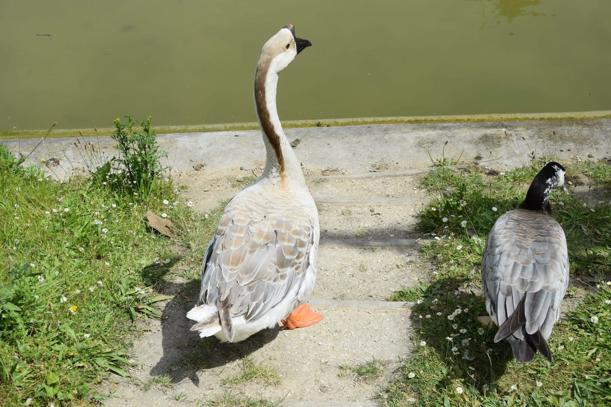 Bar-headed x Canada Goose (hybrid) - ML620439933