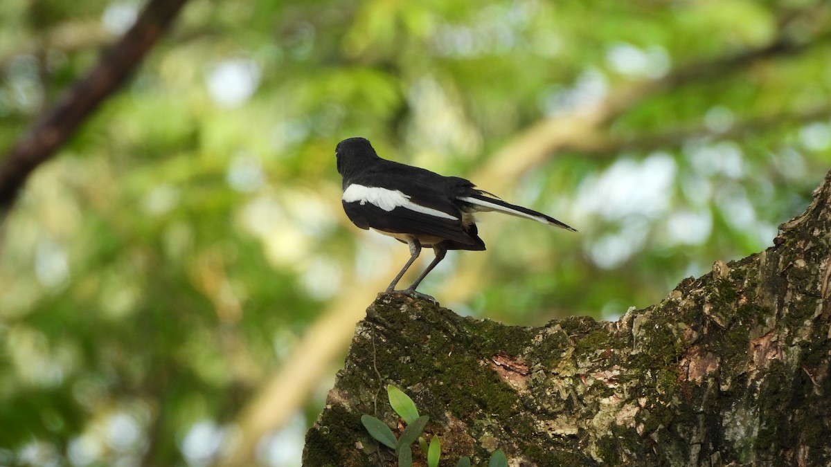 Oriental Magpie-Robin - ML620439935