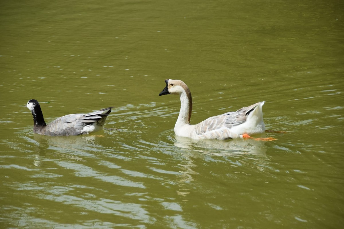 Bar-headed x Canada Goose (hybrid) - Damien Ramos