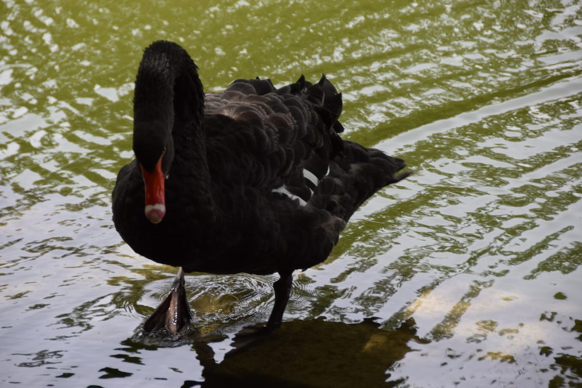 Black Swan - ML620439939