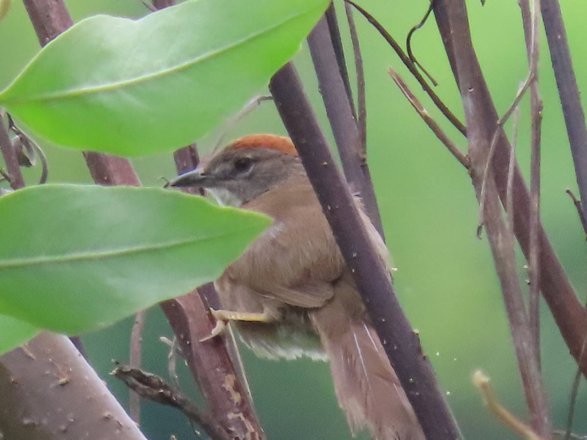 Pale-breasted Spinetail - ML620439941