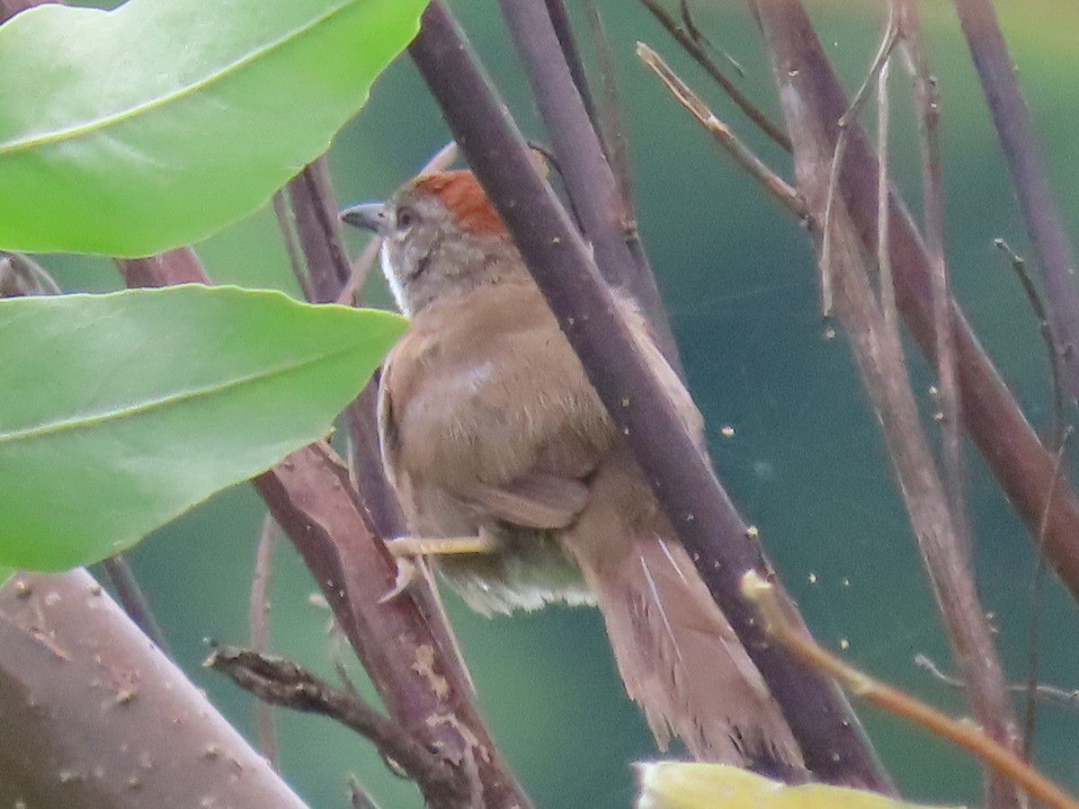Pale-breasted Spinetail - ML620439942