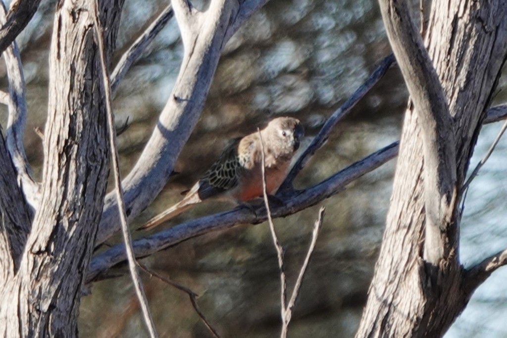 Bourke's Parrot - Richard Arnold