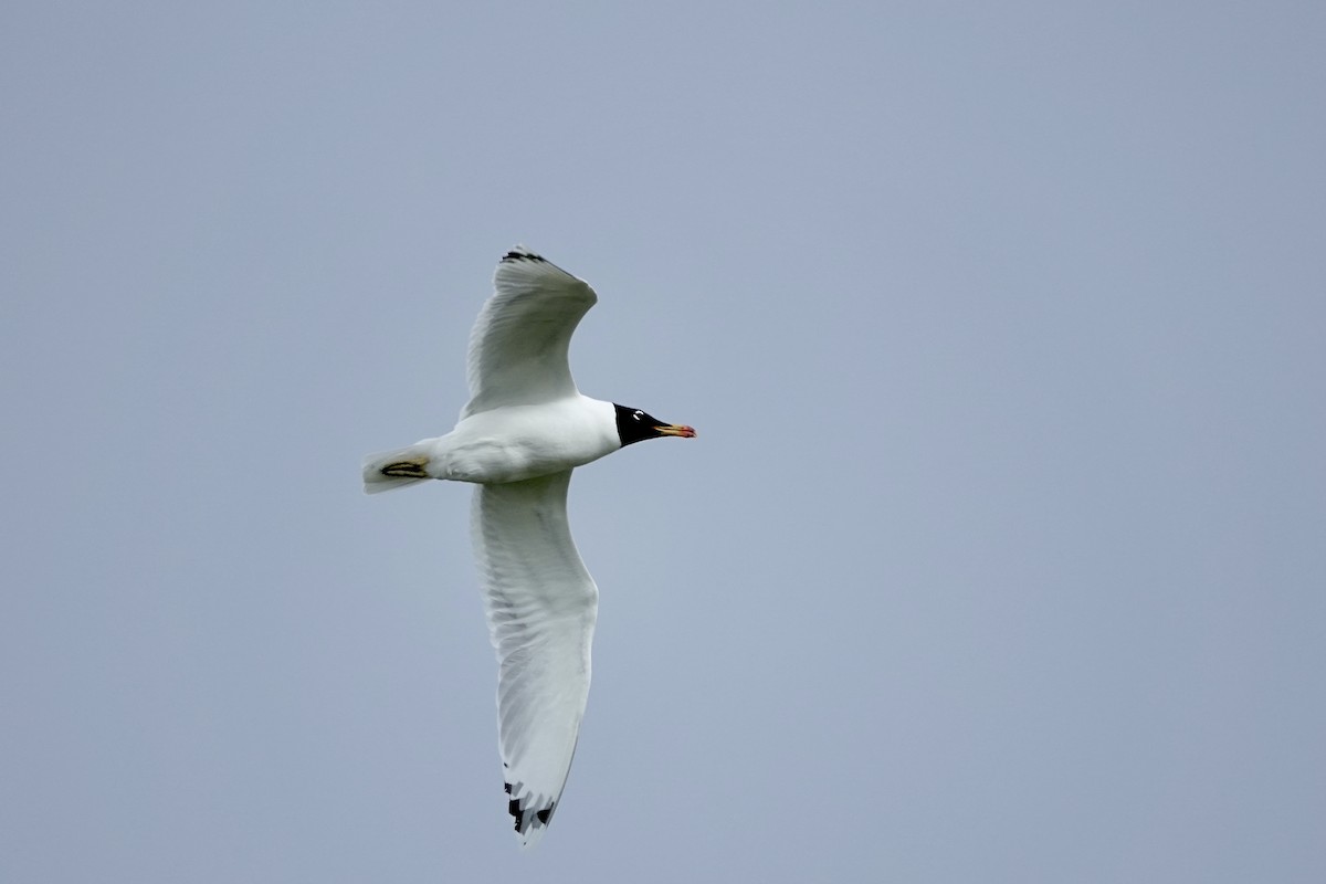 Pallas's Gull - Simon Pearce