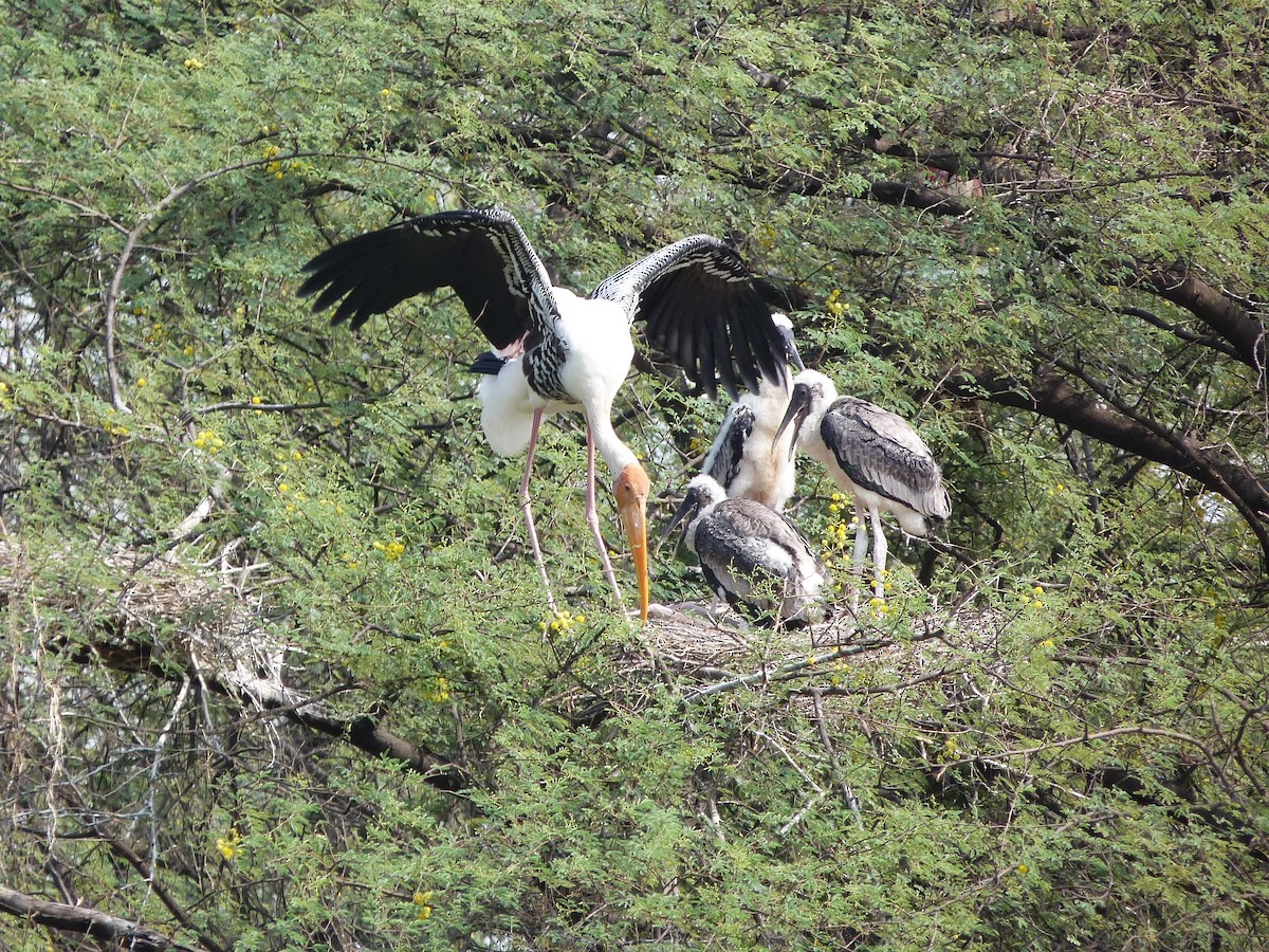 Painted Stork - ML620439967