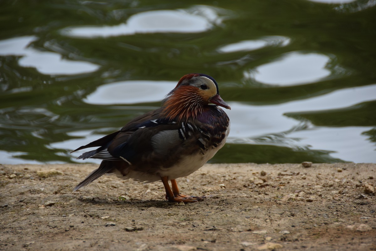 Mandarin Duck - ML620439971