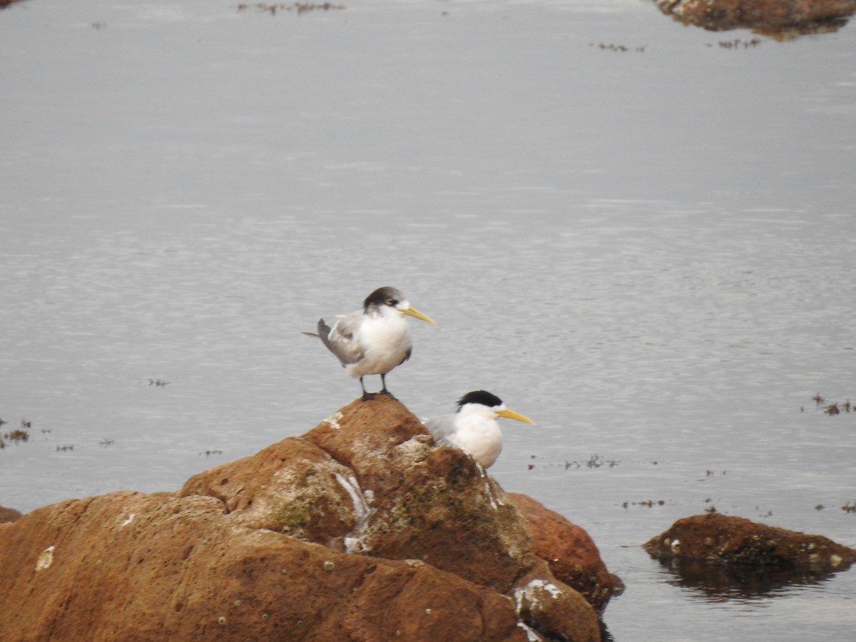 Great Crested Tern - ML620439975