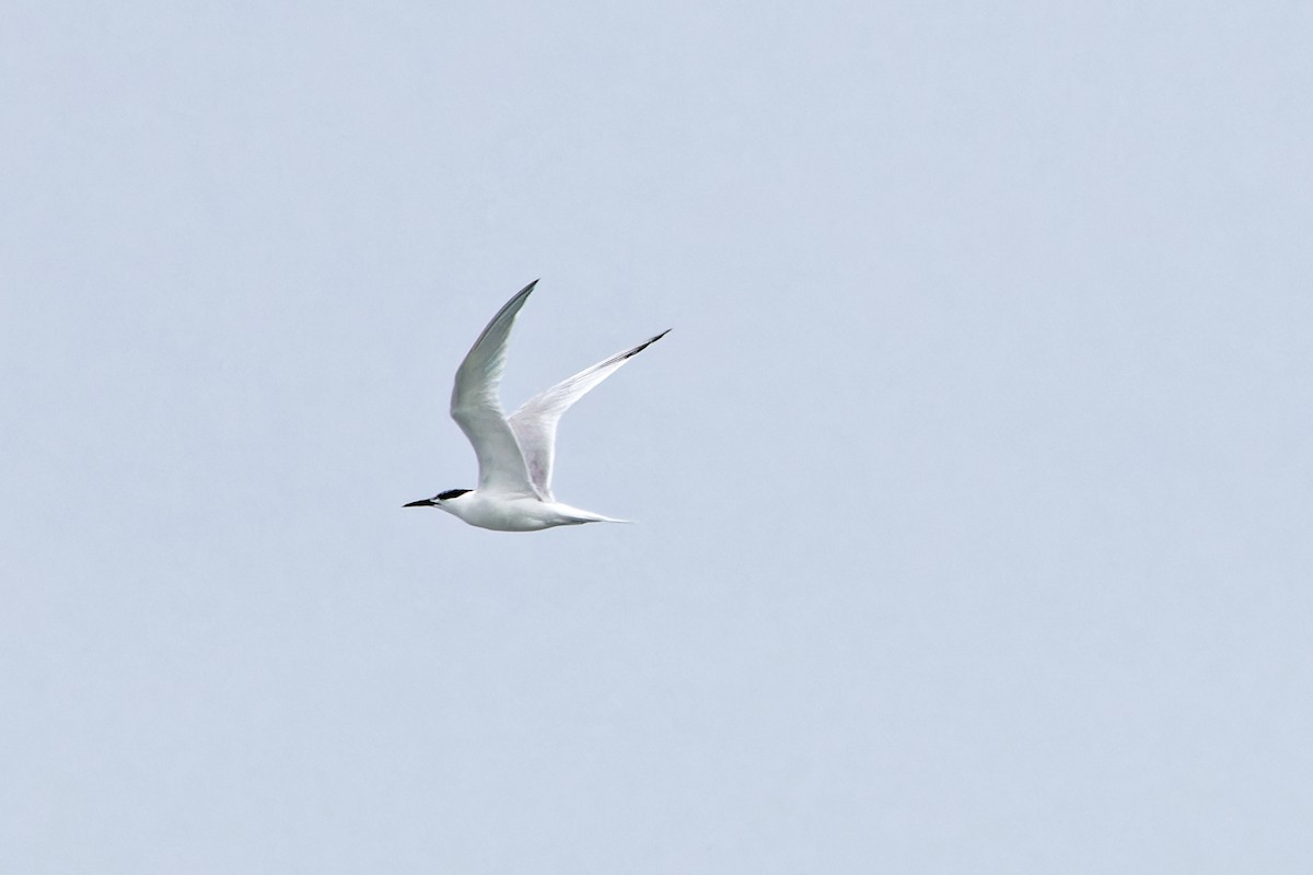 Sandwich Tern - ML620439984