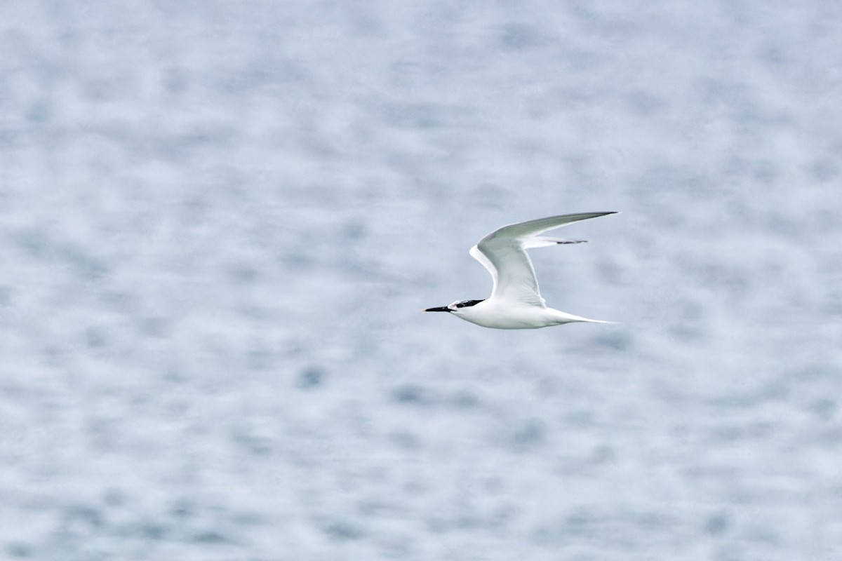 Sandwich Tern - ML620439985