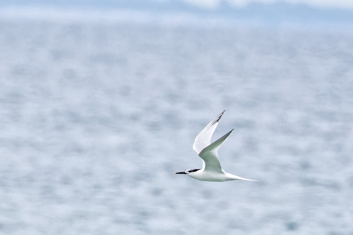 Sandwich Tern - ML620439986