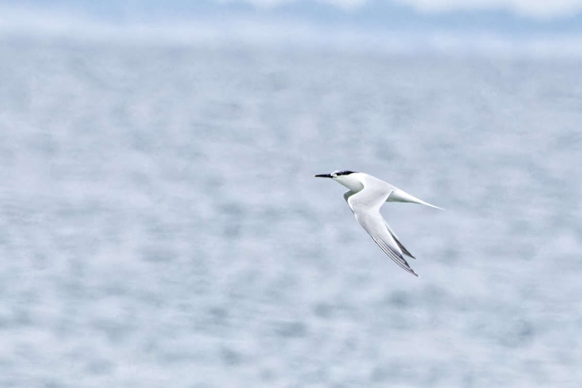 Sandwich Tern - ML620439987