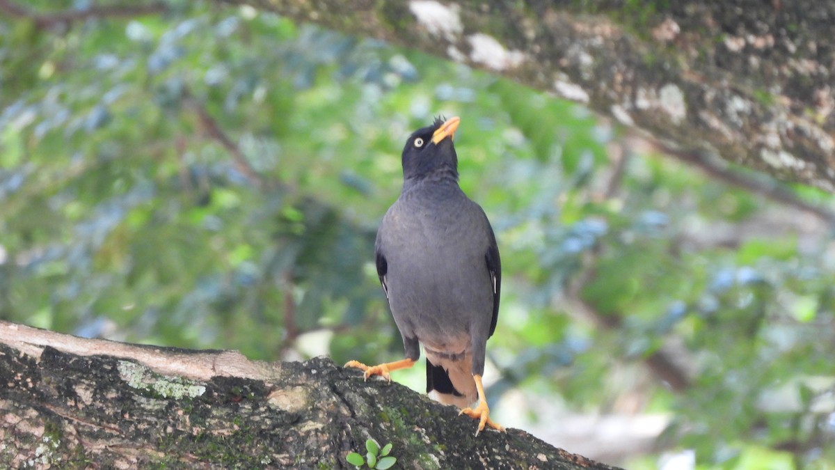 Javan Myna - Munish Gowda