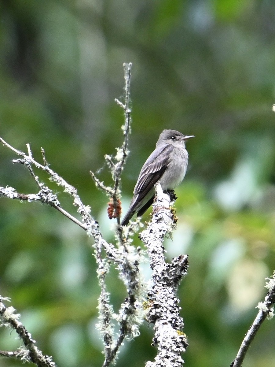 Western Wood-Pewee - ML620439997