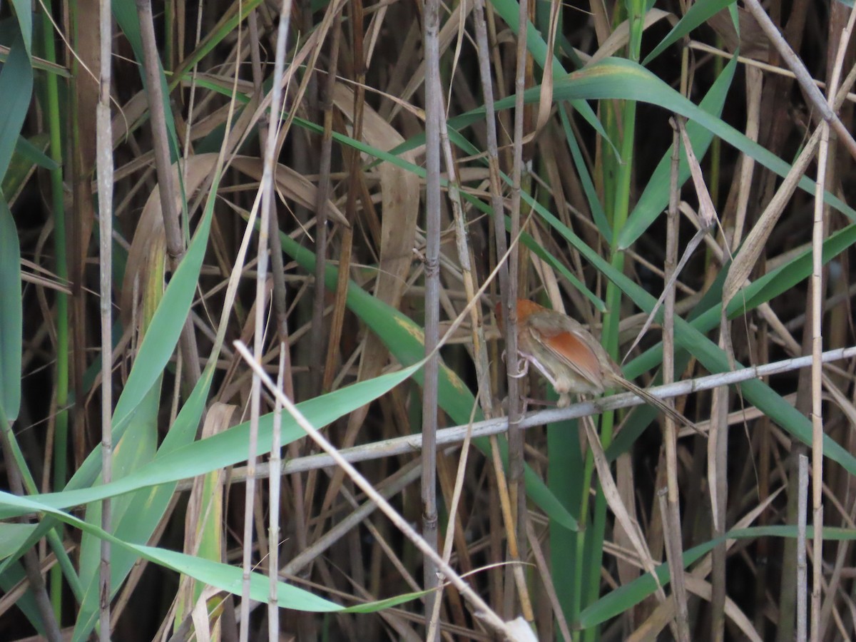 Vinous-throated Parrotbill - ML620440000