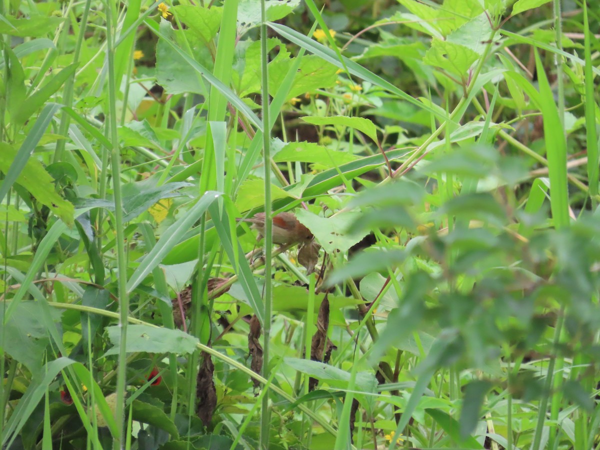 Vinous-throated Parrotbill - ML620440002