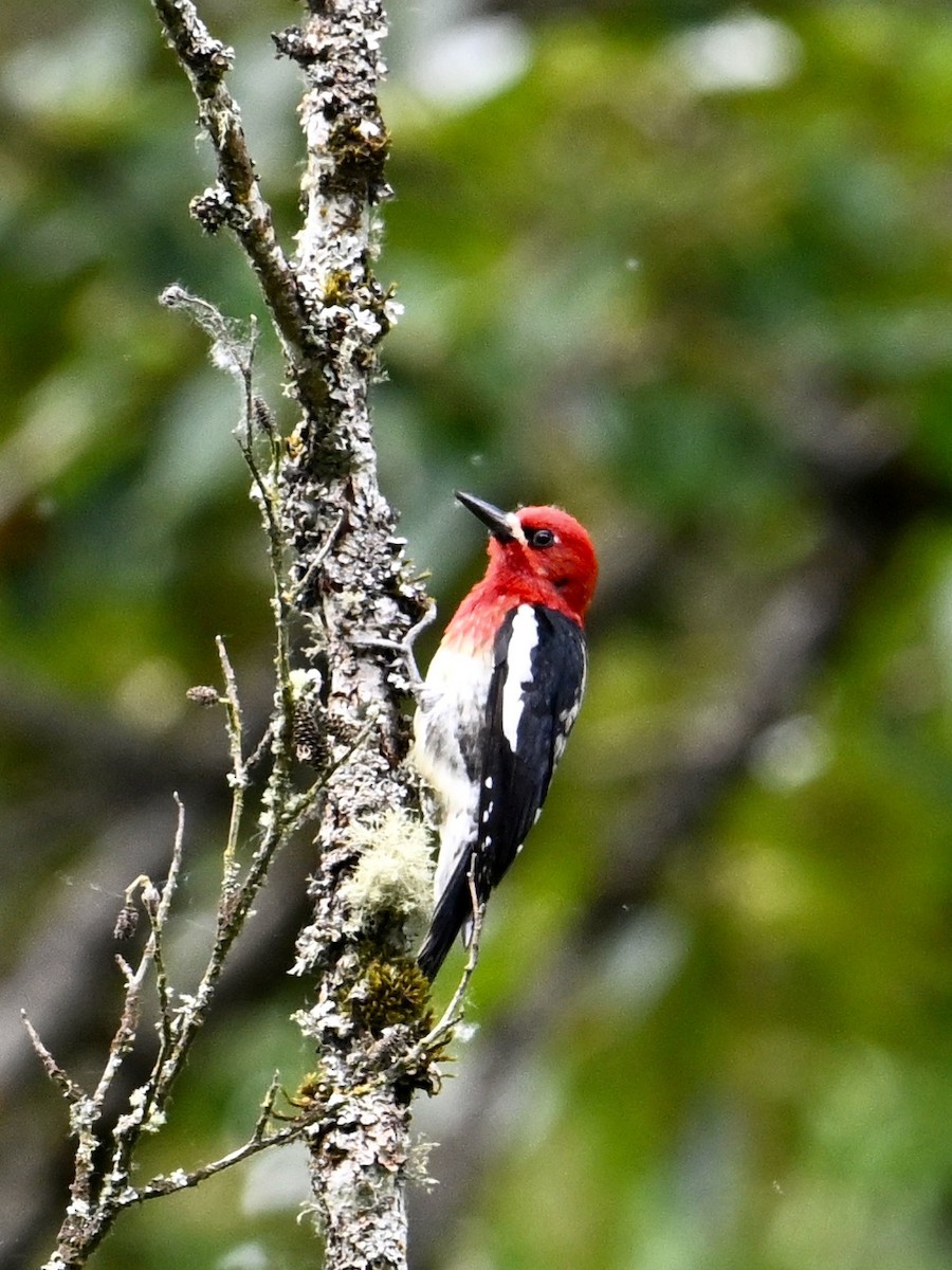 Red-breasted Sapsucker - ML620440006