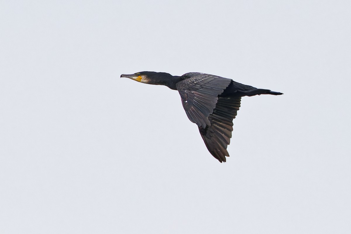 Great Cormorant - ML620440008