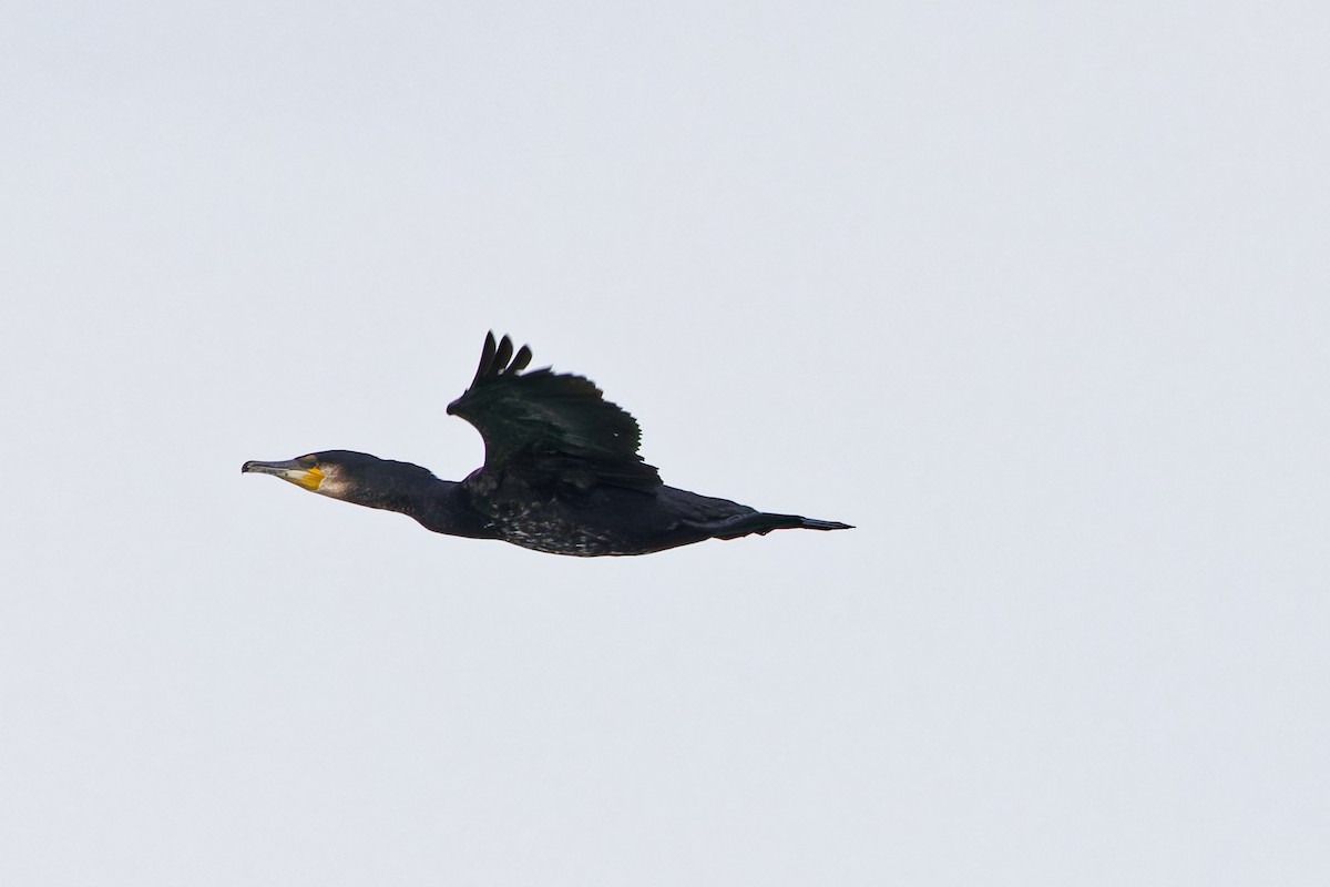 Great Cormorant - ML620440009