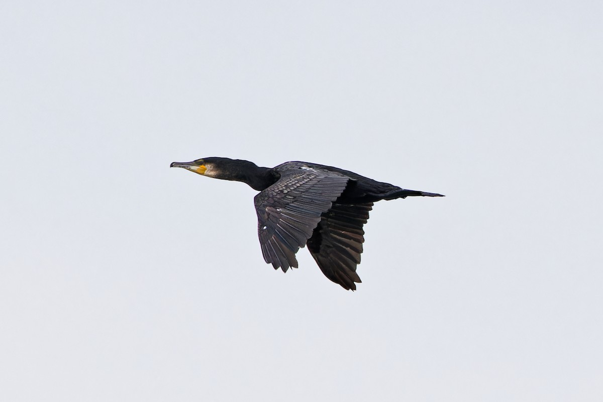 Great Cormorant - ML620440010