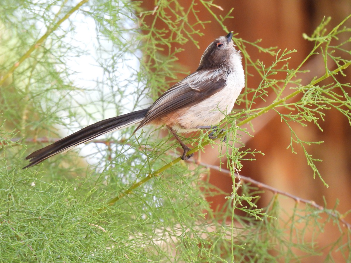 Long-tailed Tit - ML620440012