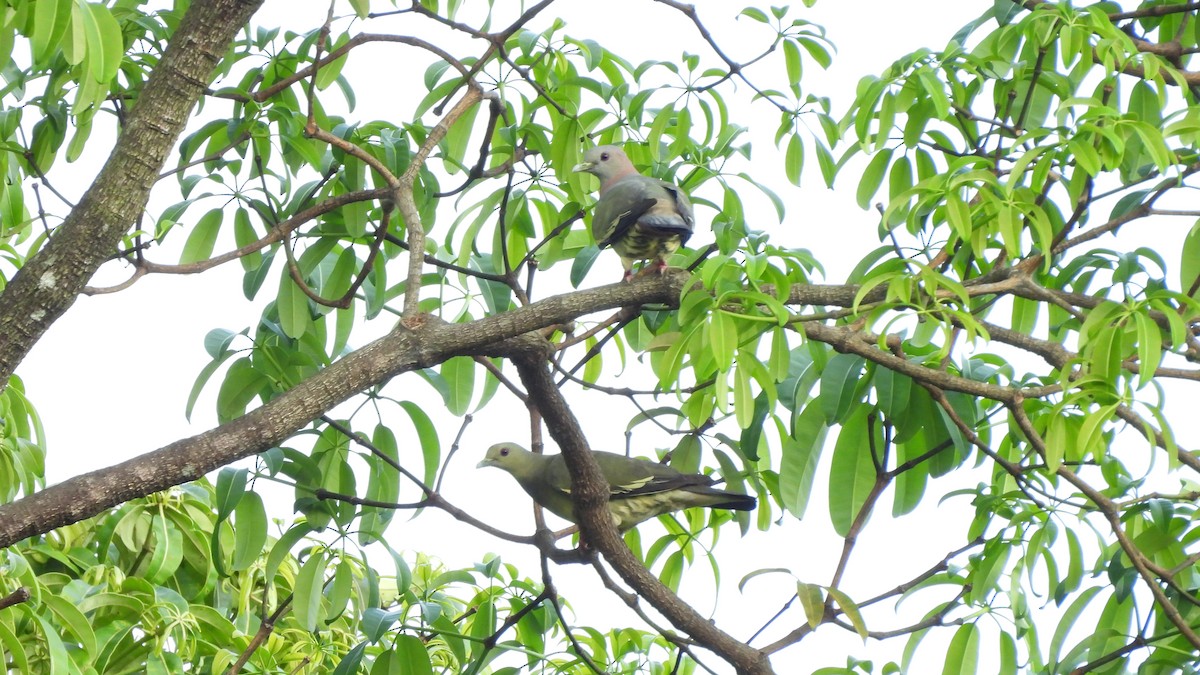 Pink-necked Green-Pigeon - ML620440014