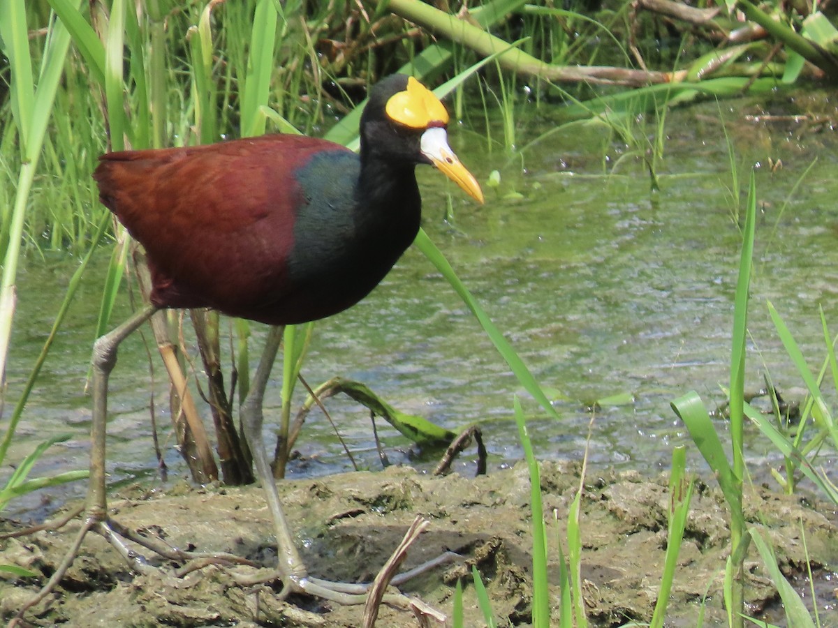 Jacana du Mexique - ML620440019