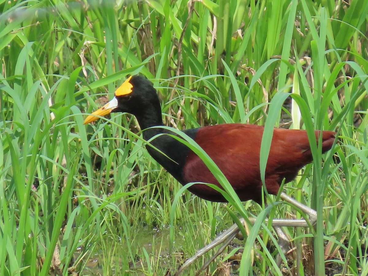 Jacana du Mexique - ML620440020