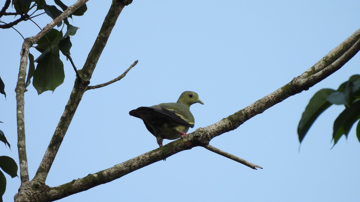 Pink-necked Green-Pigeon - ML620440021