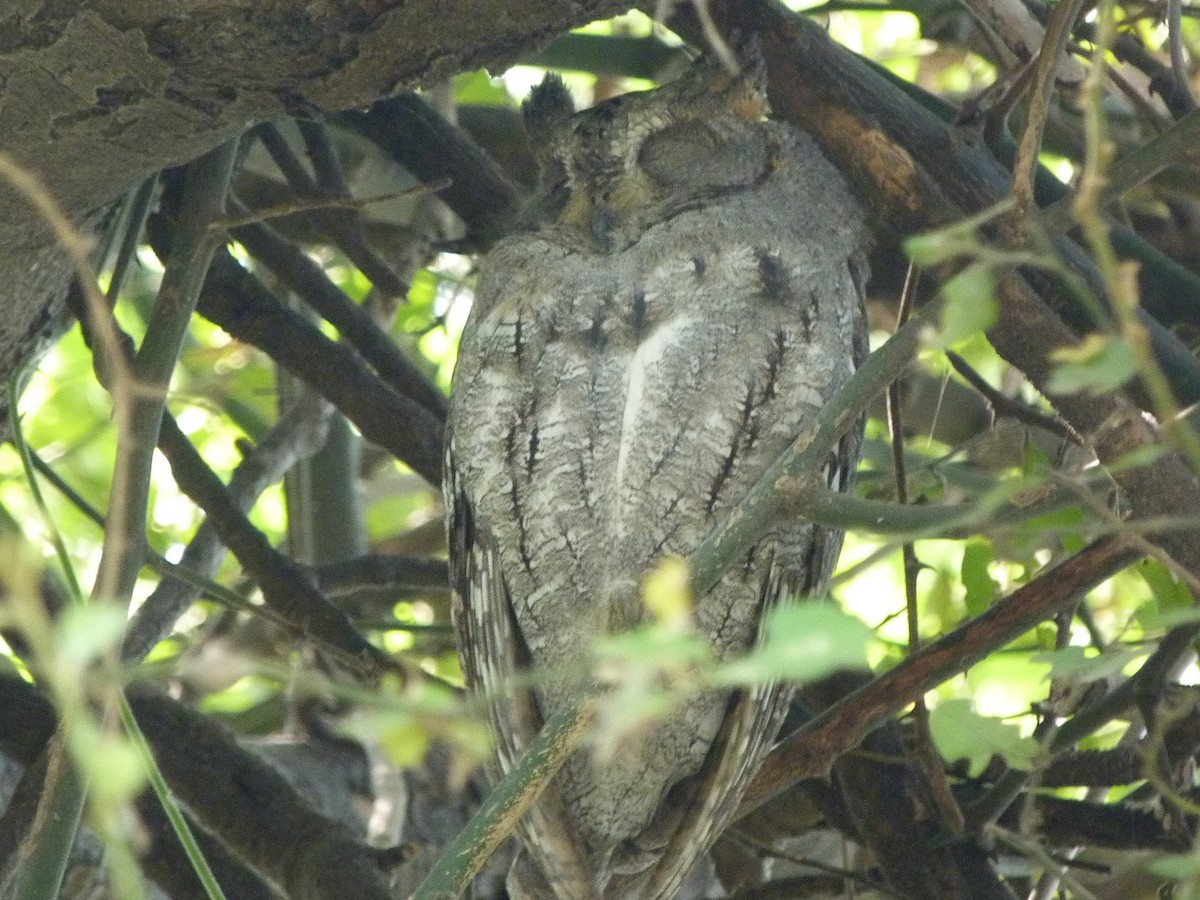 Indian Scops-Owl - ML620440023