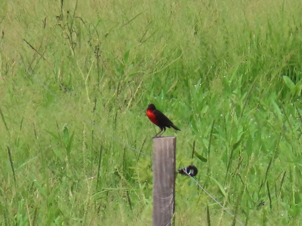 ムネアカマキバドリ - ML620440024