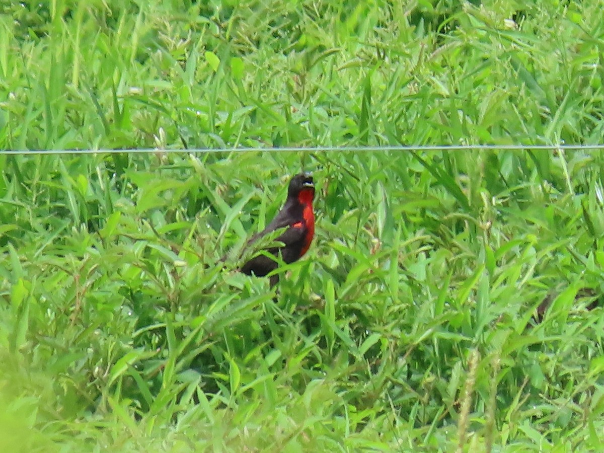 ムネアカマキバドリ - ML620440025