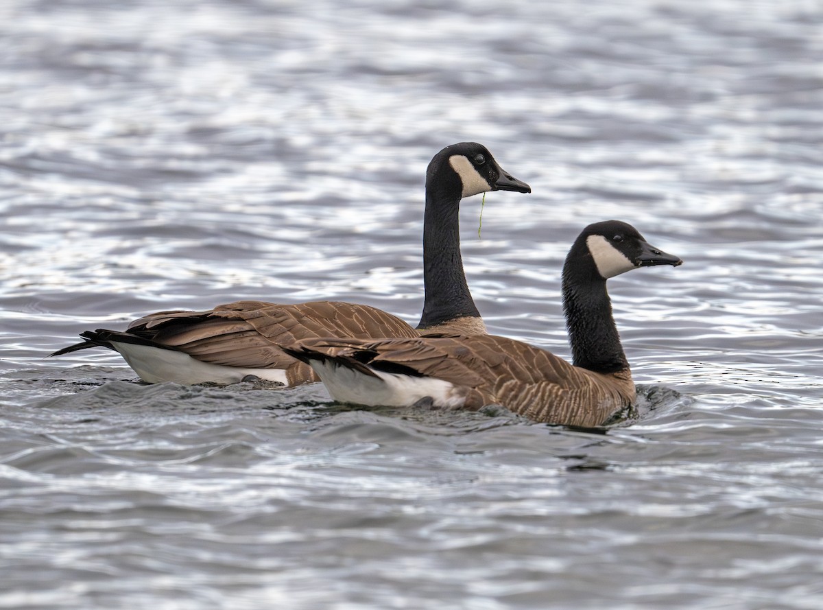 Canada Goose - ML620440026