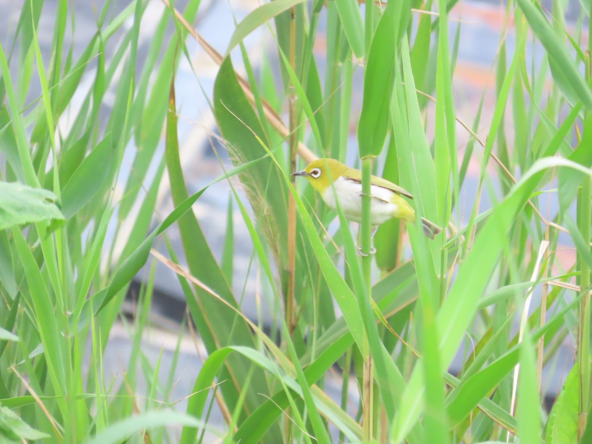 Swinhoe's White-eye - ML620440029